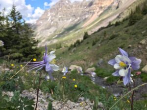 columbine wildflowers telluride
